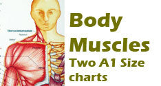 Anatomy Muscle Charts - set of 2 - Idass