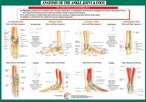 Joint Anatomoy Ankle