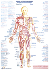 Chartex Muscle Chart - anterior