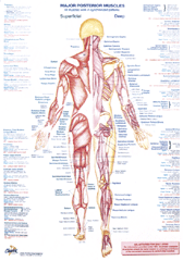 Chartex Muscle Chart - posterior