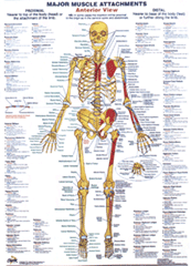 Chartex Skeletal Chart - anterior