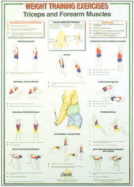 Dumbell Charts Triceps