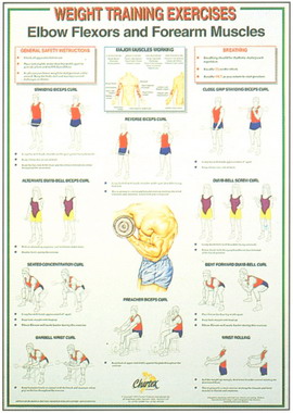 Dumbell Charts Elbow flexion