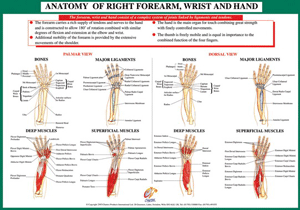 Joint Anatomoy Hand & Wrist