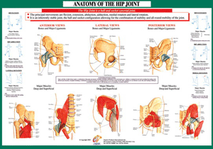 Joint Anatomoy Hip