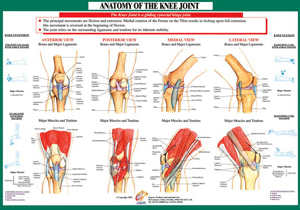 Joint Anatomoy Knee
