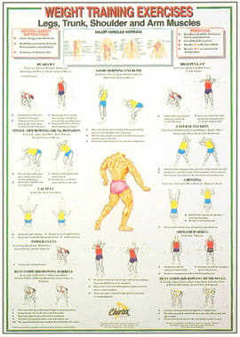 Dumbell Charts Legs and Trunk