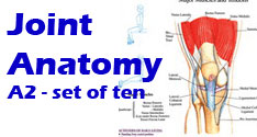 Joint anatomy