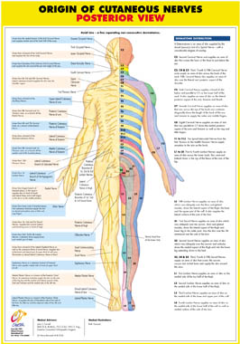 Origin of Cutaneous Nerves Posterior
