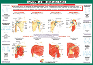 Joint Anatomoy Shoulder