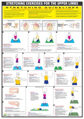 Stretch Chart Upper Limbs