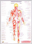 Anatomy Muscle Charts - set of 2 - Idass